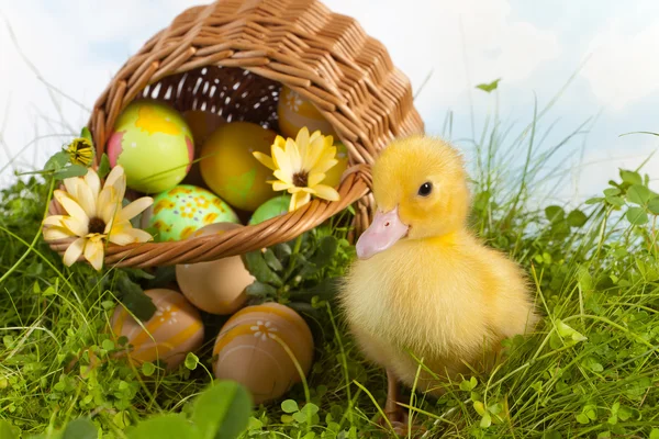 Słodki kaczątko na Wielkanoc — Zdjęcie stockowe