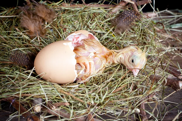 Chick in egg — Stock Photo, Image