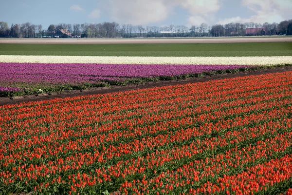 Tulip rows in springtime Holland — Stock Photo, Image