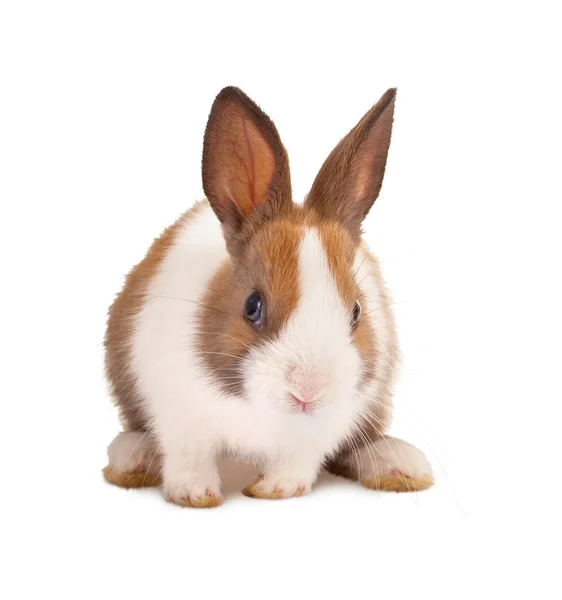 Isolated bunny Stock Image