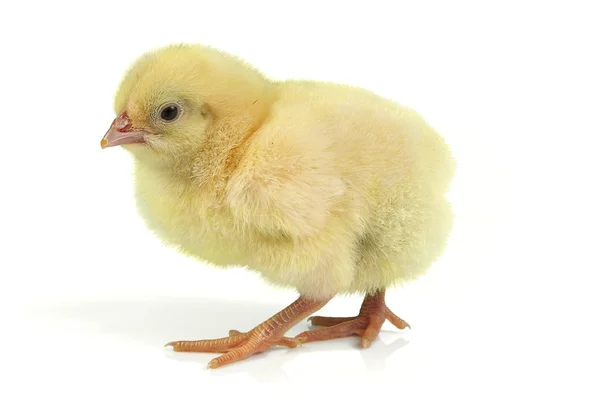 Påsk chick — Stockfoto