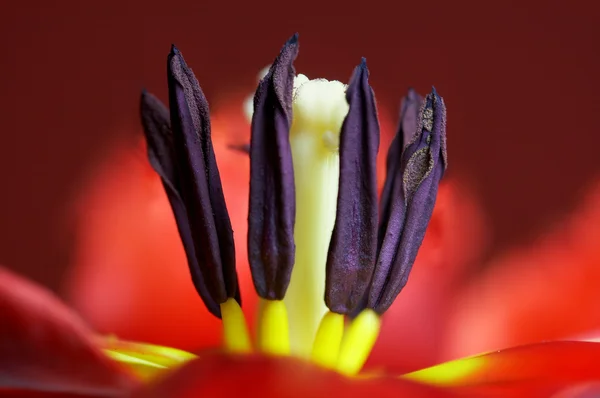Tulip kalp — Stok fotoğraf