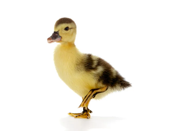 Duck on the walk — Stock Photo, Image