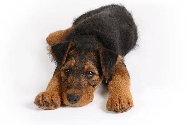 Tired puppy — Stock Photo, Image