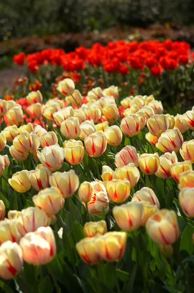 Tulipán mező — Stock Fotó