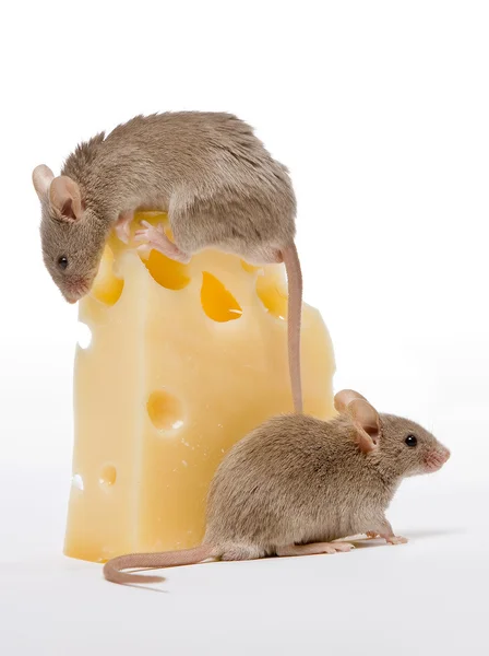 Μεγάλη τυρί — Φωτογραφία Αρχείου