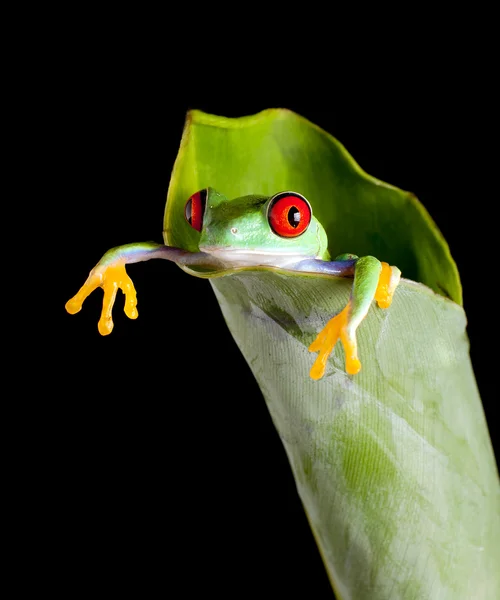 Лягушка в банановом листе — стоковое фото