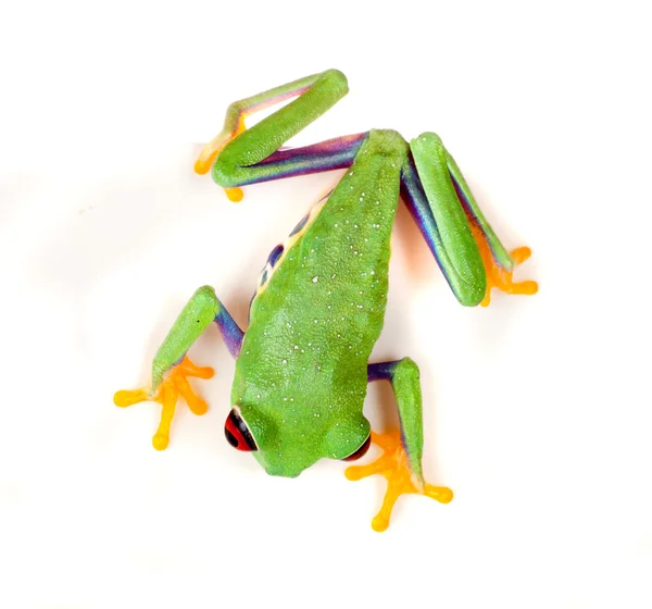 Czerwony eyed żaba na biały — Zdjęcie stockowe