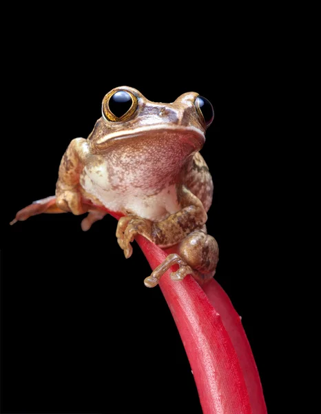 绘的芦苇青蛙 — 图库照片