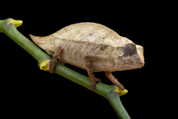 Caméléon pygmée — Photo