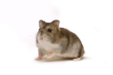 Hamster clipart