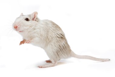 Curious rat clipart