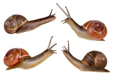 Four snails clipart