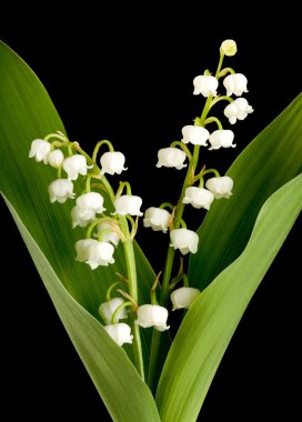 Muguet lilyum