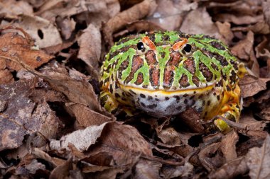 Ornate horned frog clipart