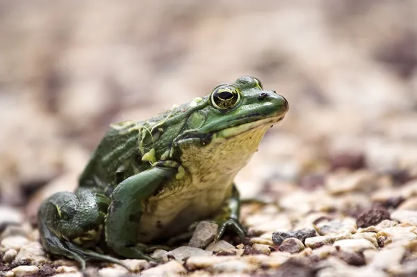 Frog close-up — Stock Photo, Image