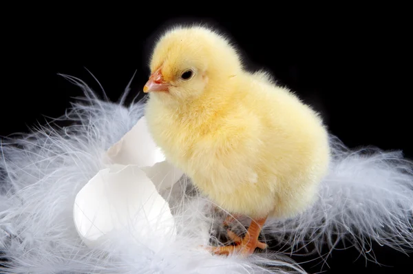 Egg-shells and chick — Stock Photo, Image