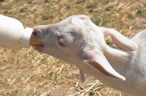 Goat milk — Stock Photo, Image
