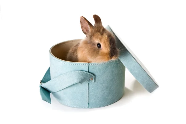 Coniglietto in una scatola — Foto Stock