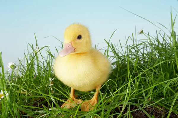 Duckling in grass — Stock Photo, Image