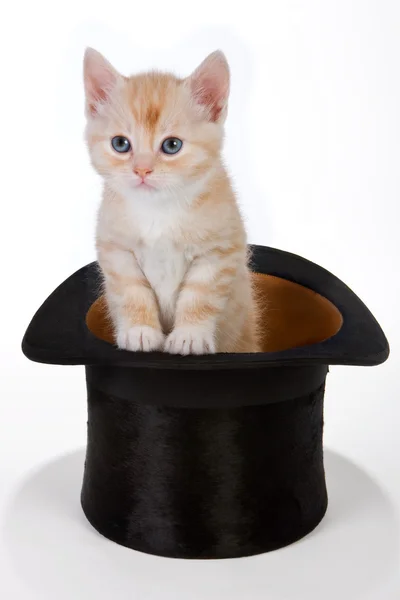Magician's cat — Stock Photo, Image