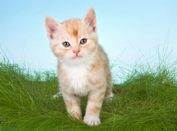 stock image Kitten in grass