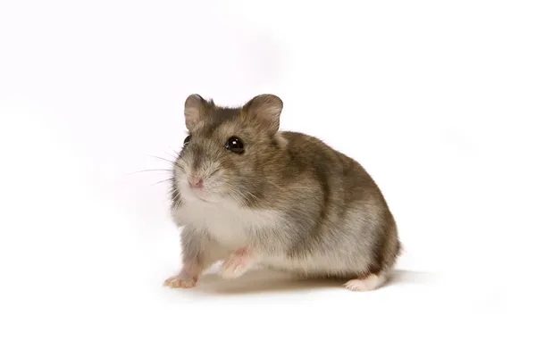 Hamster — Stockfoto