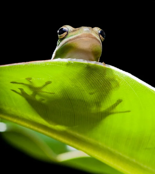 Тень древесной лягушки — стоковое фото