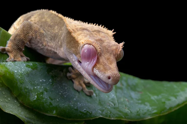Gecko em pó — Fotografia de Stock