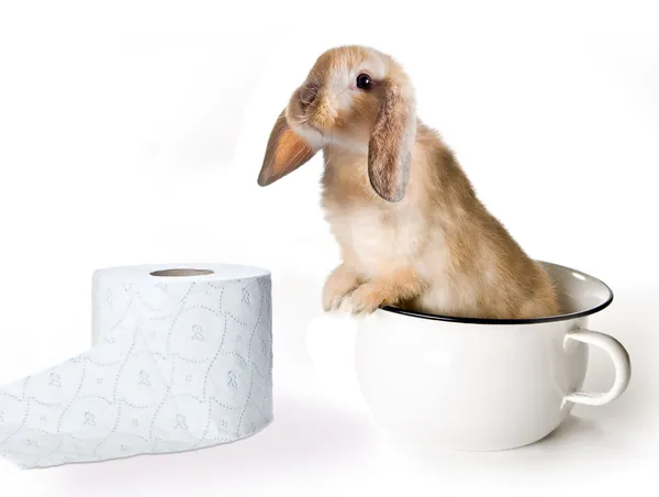 Toilet bunny — Stock Photo, Image