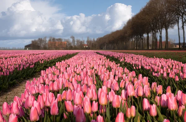 Tulips in the morning — Stock Photo, Image