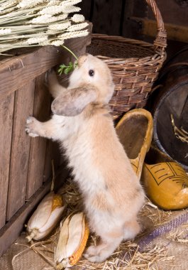 Farm bunny clipart