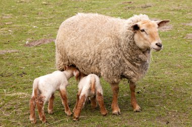 Twin lambs with mother sheep clipart