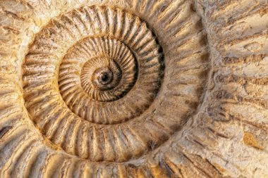 Ammonite closeup clipart