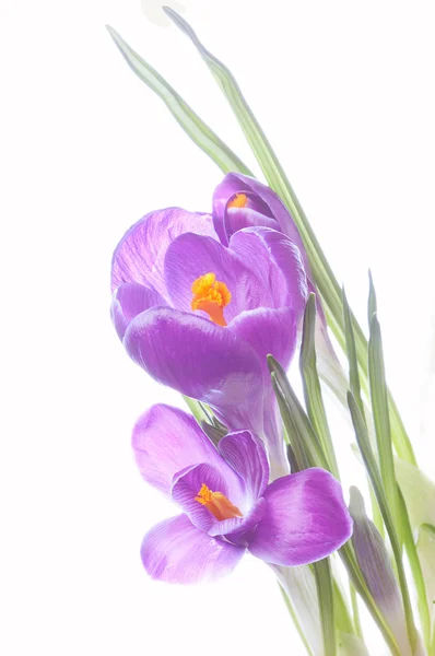 Azafrán de primavera — Foto de Stock