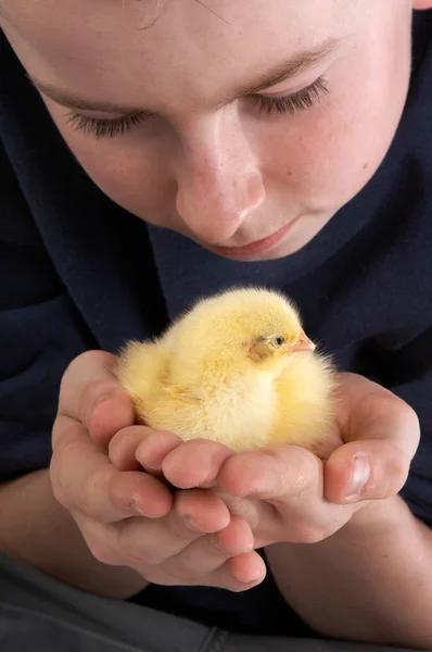 Holding a chick — Stock Photo, Image