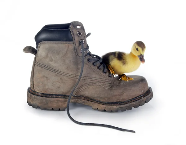 Big boot küçük ördek yavrusu — Stok fotoğraf