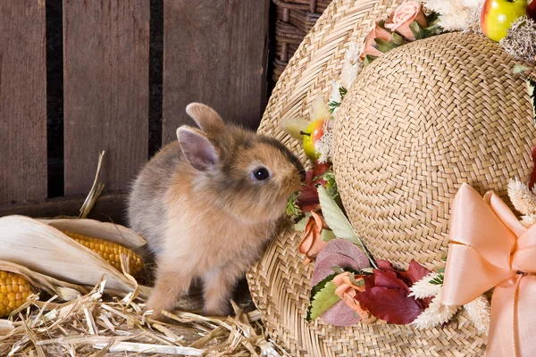 Naughty bunny — Stock Photo, Image