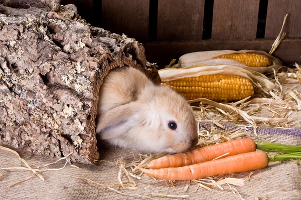 Tunnel bunny — Stock Photo, Image