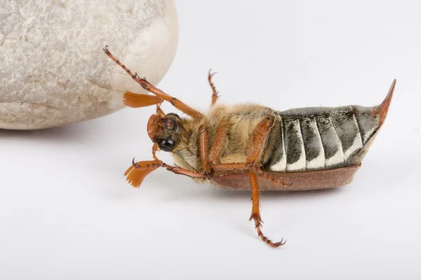 Escarabajo al revés —  Fotos de Stock