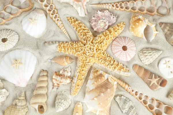 stock image Starfish and seashells