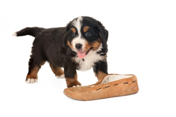 Doggy with slipper — Stock Photo, Image