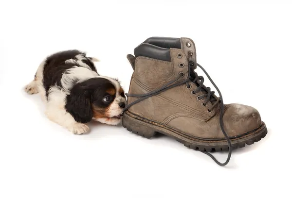 Puppy with old boot — Stock Photo, Image