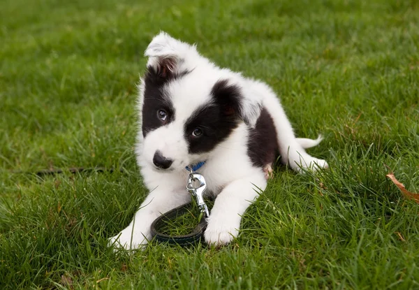 Border collie doggy — Stock Photo, Image
