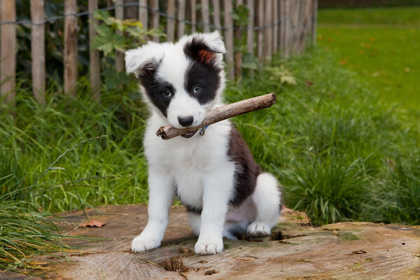 Border collie puppy on grass