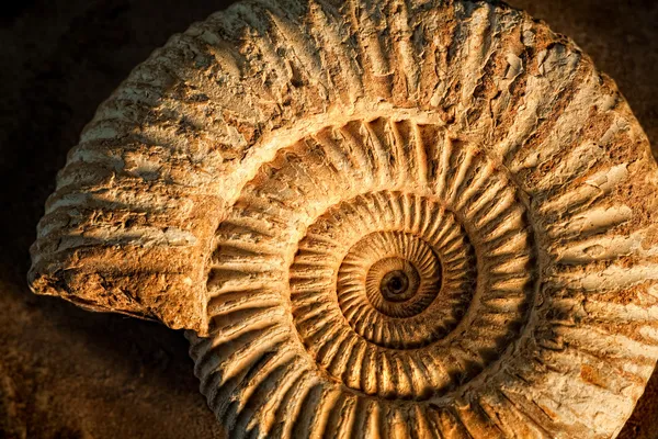 Ammonit mit Seitenhieb — Stockfoto