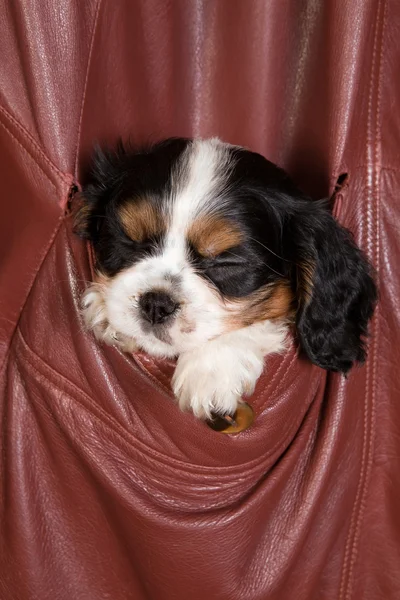 Sleepy king charles puppy — Stock Photo, Image