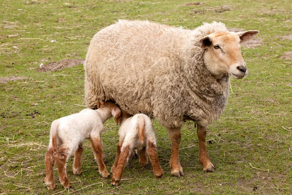 Твин ягнят с матерью овцы — стоковое фото