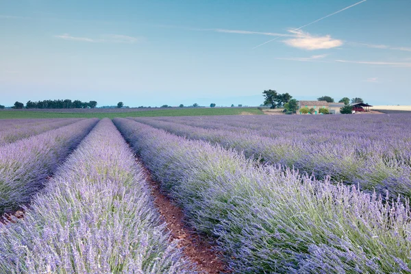 Reihen von französischem Lavendel — Stockfoto