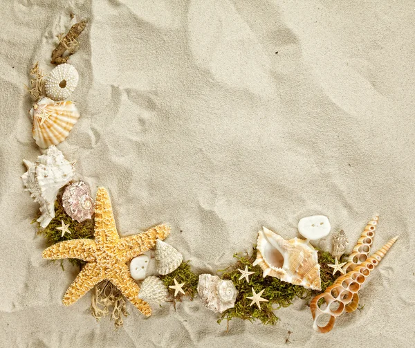 Collezione Seashells — Foto Stock